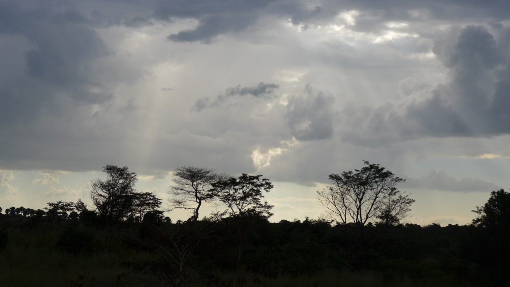 Sub-Saharan Africa is home to huge areas covered by a diversity of forest landscapes