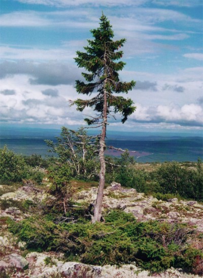 old-swedish-tree