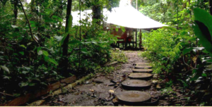 Jungle at the Las Piedras Amazon Center