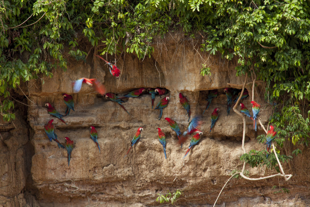 Red and green macaws at the clay lick