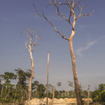 Trees devoid of life