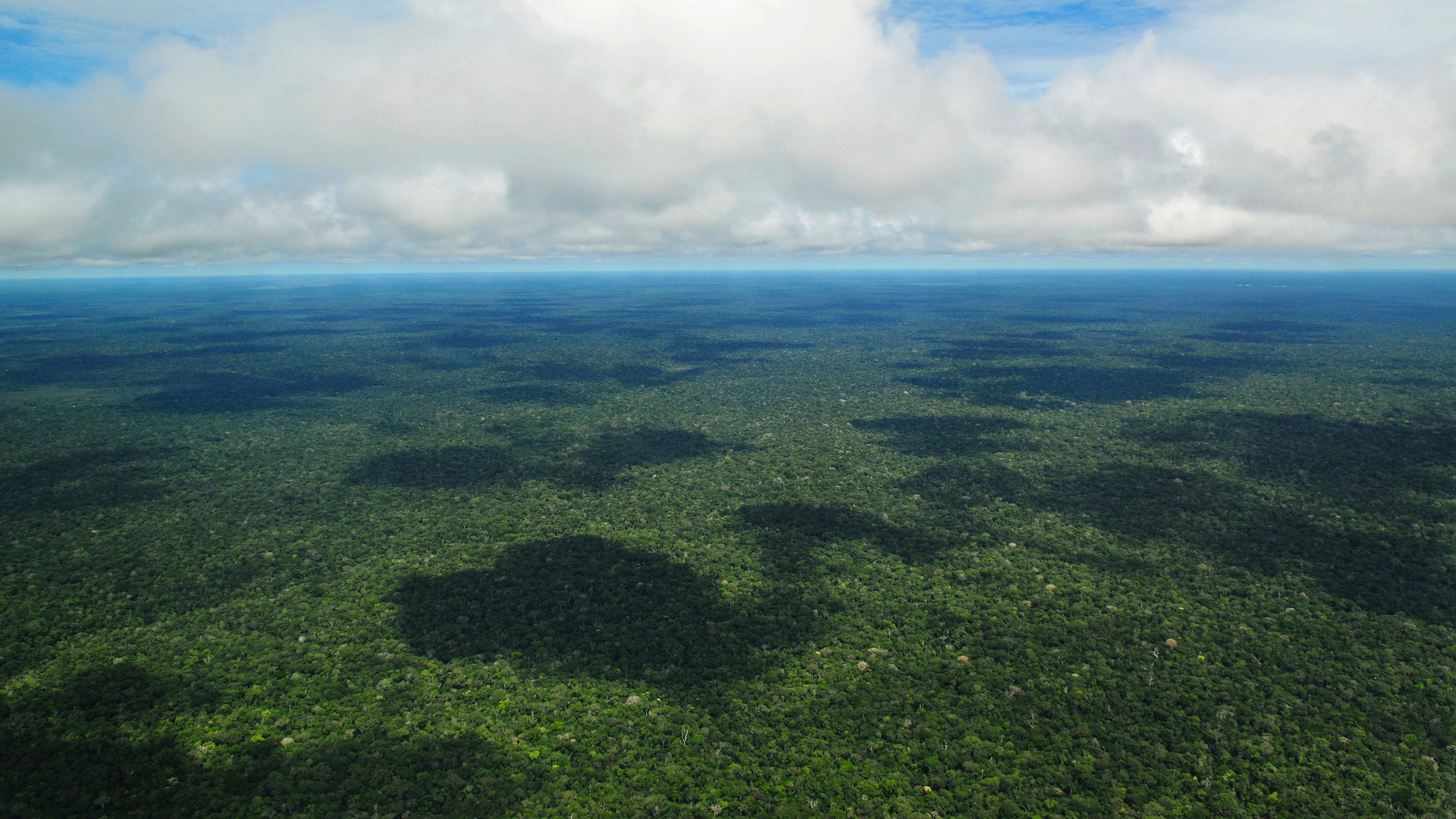 The rainforest covers 1 700 million hectares, an area the size of South America, and 6% of the Earth's surface.