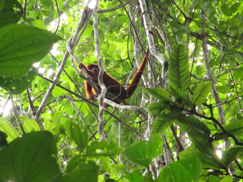 Red howler monkey in the trees above LPAC
